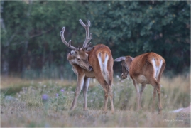 <p>JELEN LESNÍ (Cervus elaphus) obora - Rumburk</p>